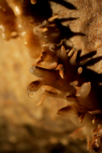 Kartchner Caverns